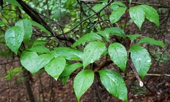 Schisandra glabra