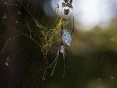 Trichonephila sexpunctata