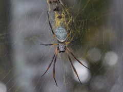 Trichonephila sexpunctata