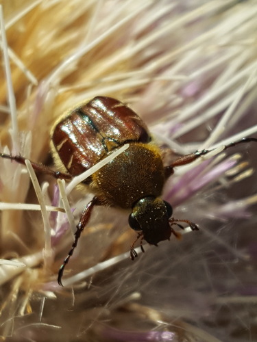 Florida flower scarab