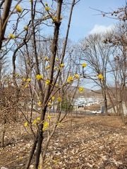 Cornus officinalis