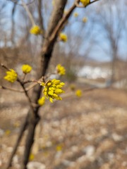 Cornus officinalis