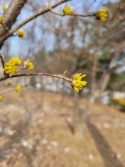 Cornus officinalis