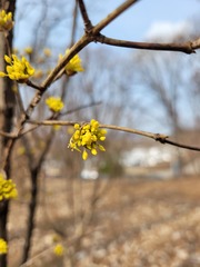Cornus officinalis