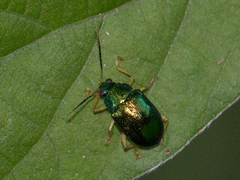 Colaspis laeta