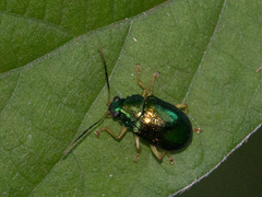 Colaspis laeta