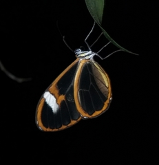 Pagyris cymothoe