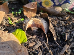 Agaricus campestris