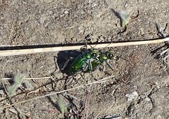 Cicindela