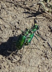 Cicindela