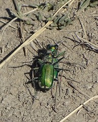Cicindela