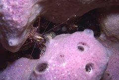 Rhynchocinetes serratus