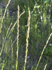 Melica californica