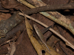 Eneoptera surinamensis