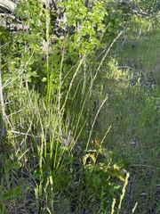 Melica californica
