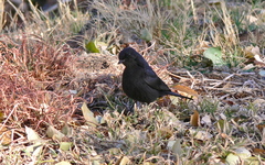 Melaenornis pammelaina