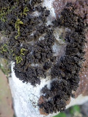 Enchylium tenax ceranoides