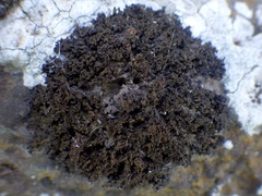 Enchylium tenax ceranoides