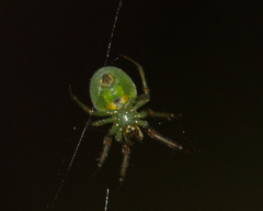 Araneus uniformis