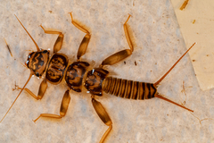 Acroneuria carolinensis