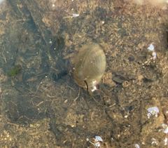 Cyzicus californicus