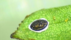 Tetraleurodes acaciae