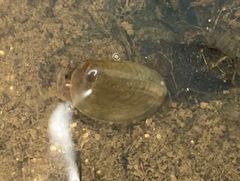 Cyzicus californicus