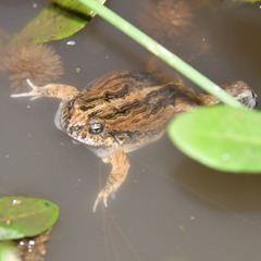 Physalaemus biligonigerus