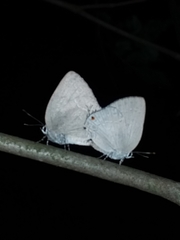 Strephonota tephraeus