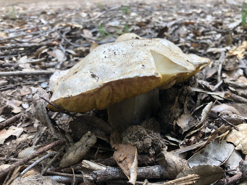 Barrow's Bolete (Boletus barrowsii)