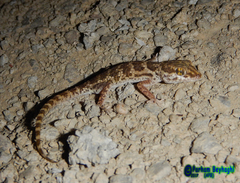 Bunopus tuberculatus