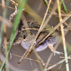 Physalaemus biligonigerus