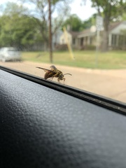 Paranthrene simulans