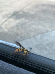 Paranthrene simulans