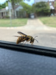 Paranthrene simulans