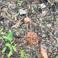 Disholcaspis spongiosa