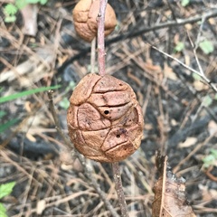 Disholcaspis spongiosa