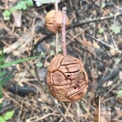 Disholcaspis spongiosa