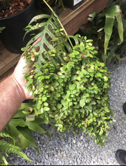 Woodwardia orientalis