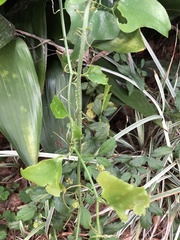 Smilax bona-nox image