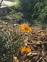 Tagetes lunulata