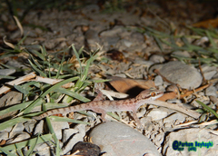 Hemidactylus robustus