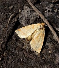 Pyreferra hesperidago