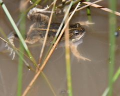 Physalaemus biligonigerus