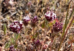 Trifolium dichotomum