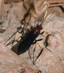 Ichneumon centrator