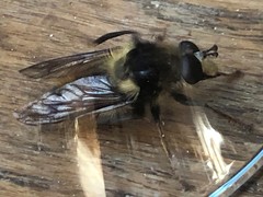Criorhina