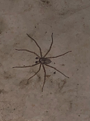 Selenops submaculosus