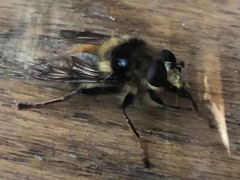 Criorhina