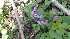 Pulmonaria saccharata